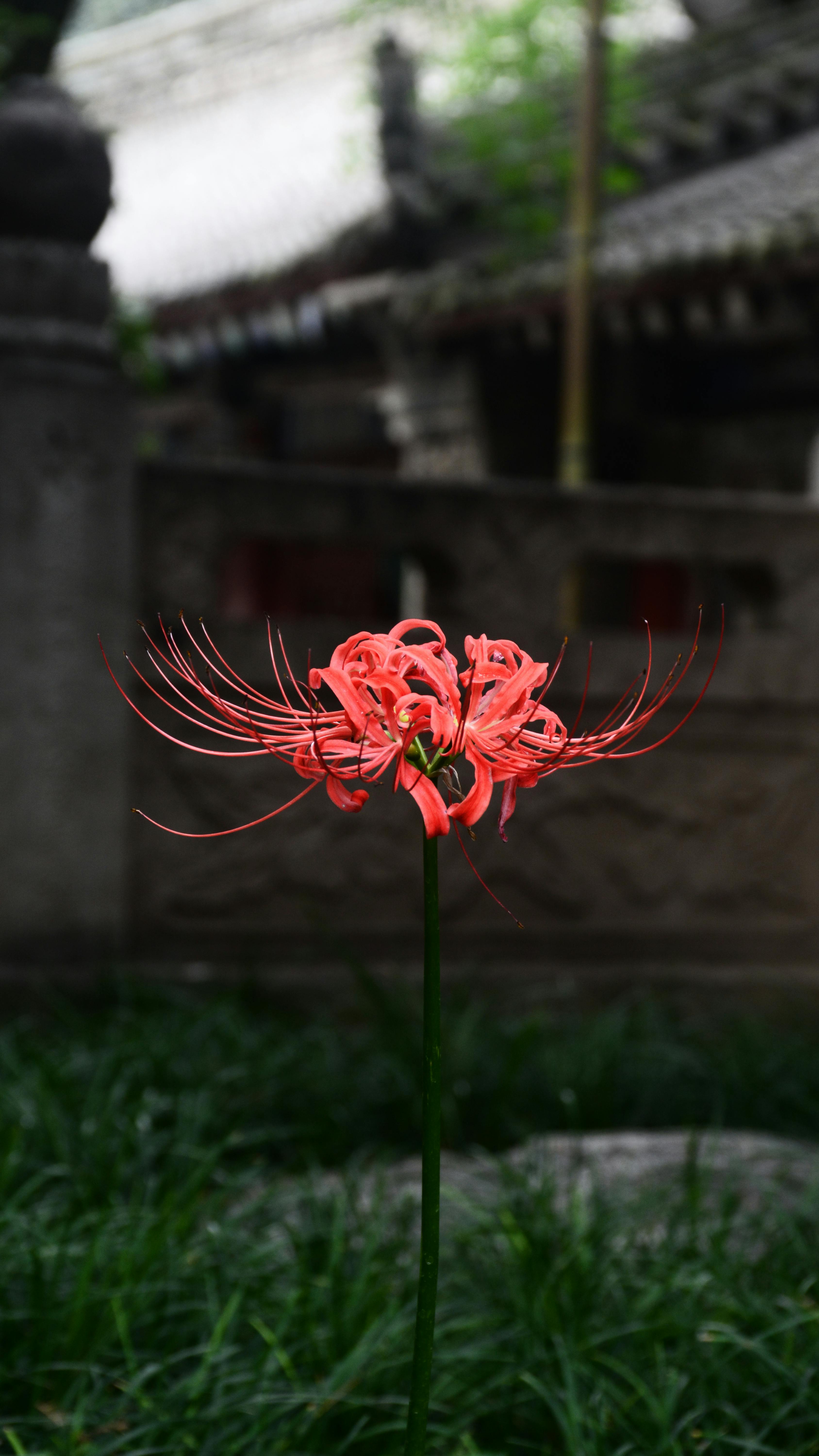 3375x6000 Vibrant Red Spider Lily in Tranquil Garden · Free