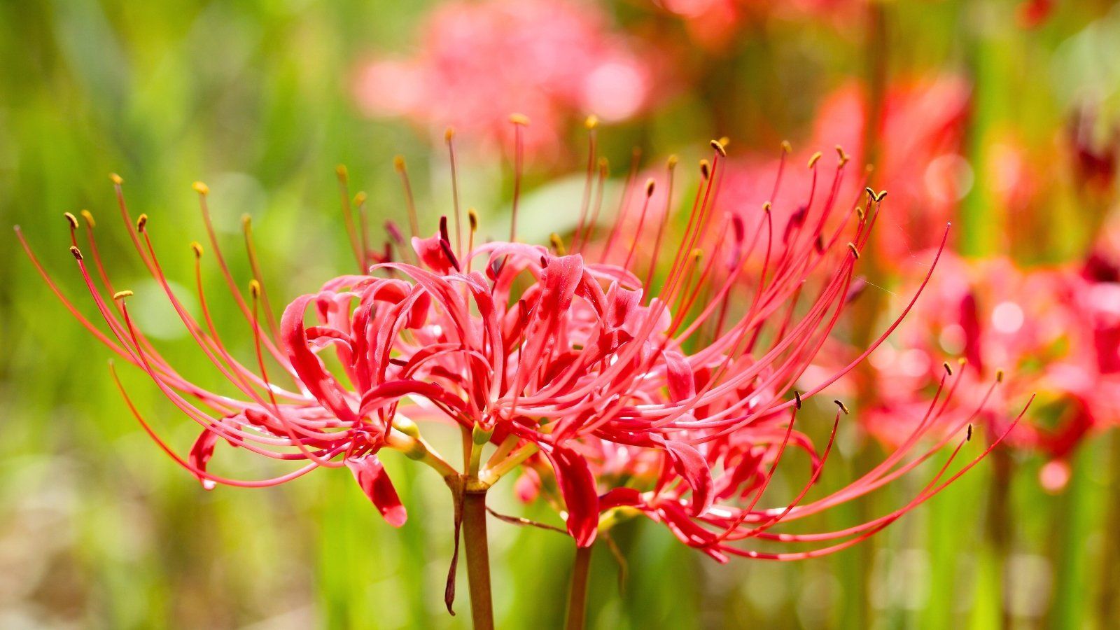 1600x900 How to Plant, Grow, and Care for Red Spider Lily