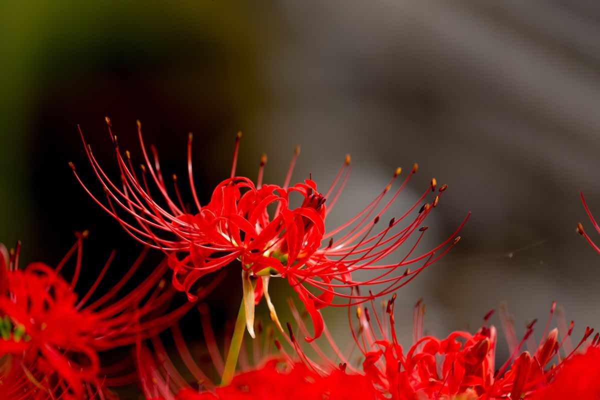 1200x800 Spider Lily Grow Guide: How to Grow Spider Lilies