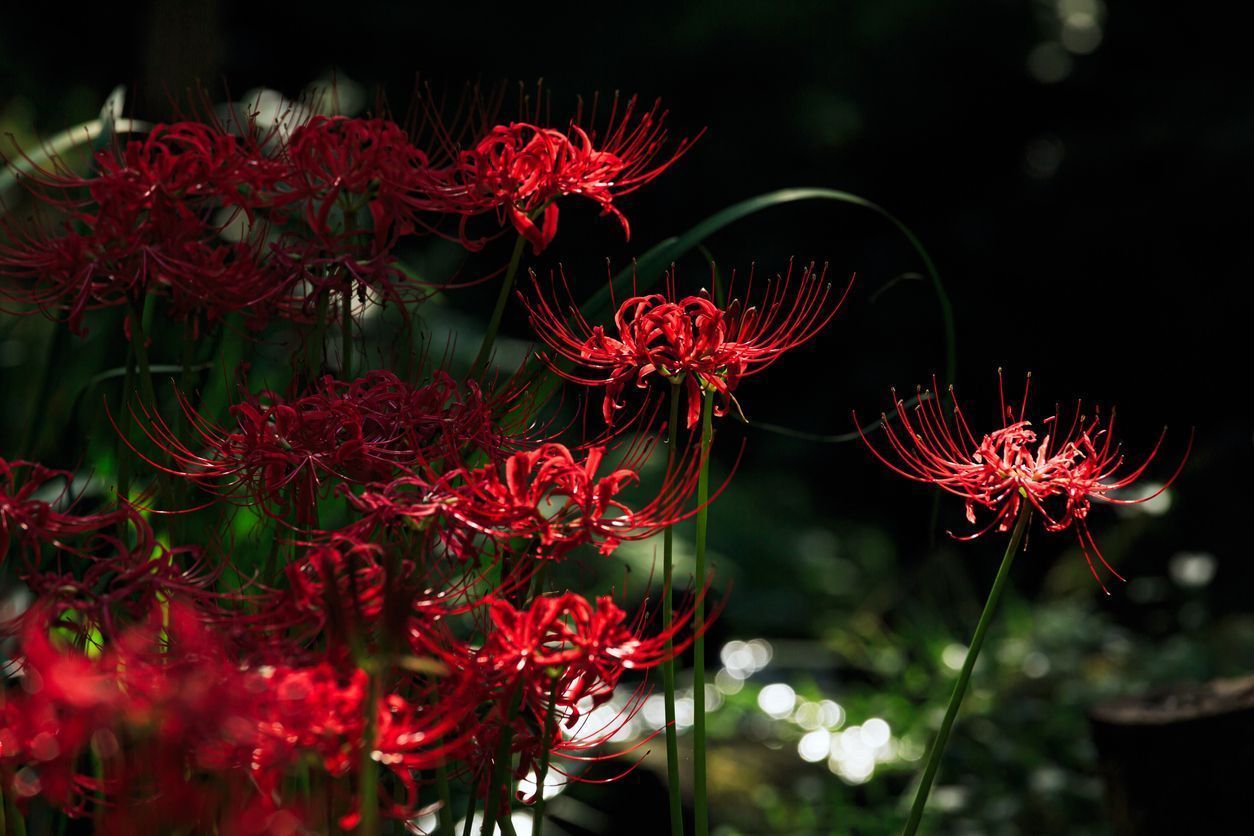 1254x836 Red spider lily flowers (Lycoris radiata)
