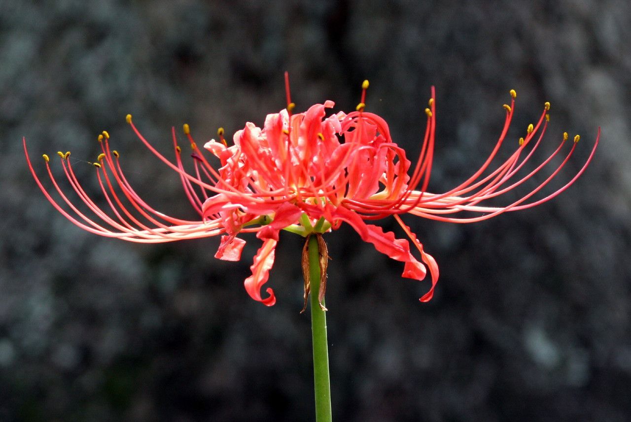 1280x857 Red Spider Lily (Lycoris radiata) Southern Heirloom Triploid