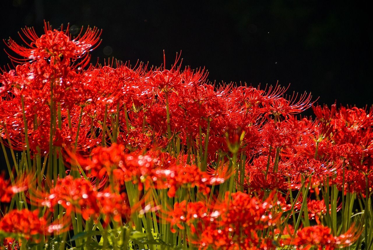 1280x857 Amaryllis Red Spider Lily Autumn