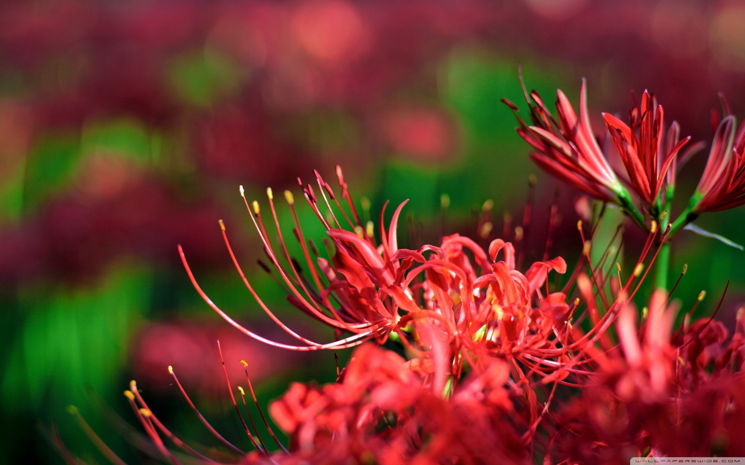 2560x1600 Red Spider Lily, Japan 4K UHD Wallpaper for UltraHD Desktop and TV : Widescreen and UltraWide Display : Smartphone and Tablet Devices
