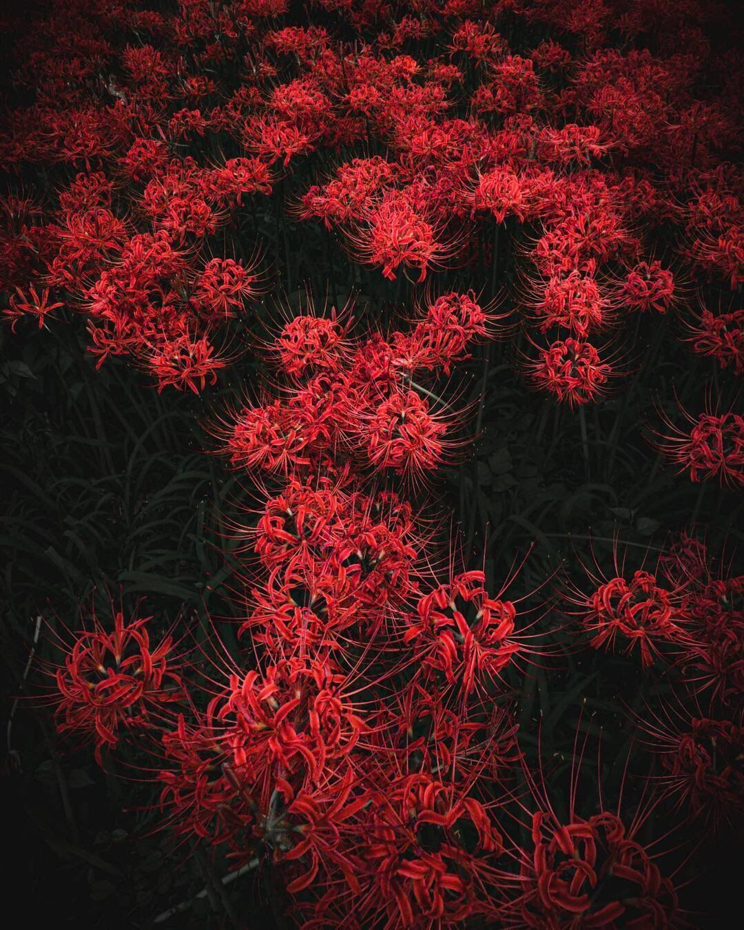 1080x1350 Visit Japan on X: Red spider lilies, aka “higanbana” in Japanese, signal the arrival of fall in Japan