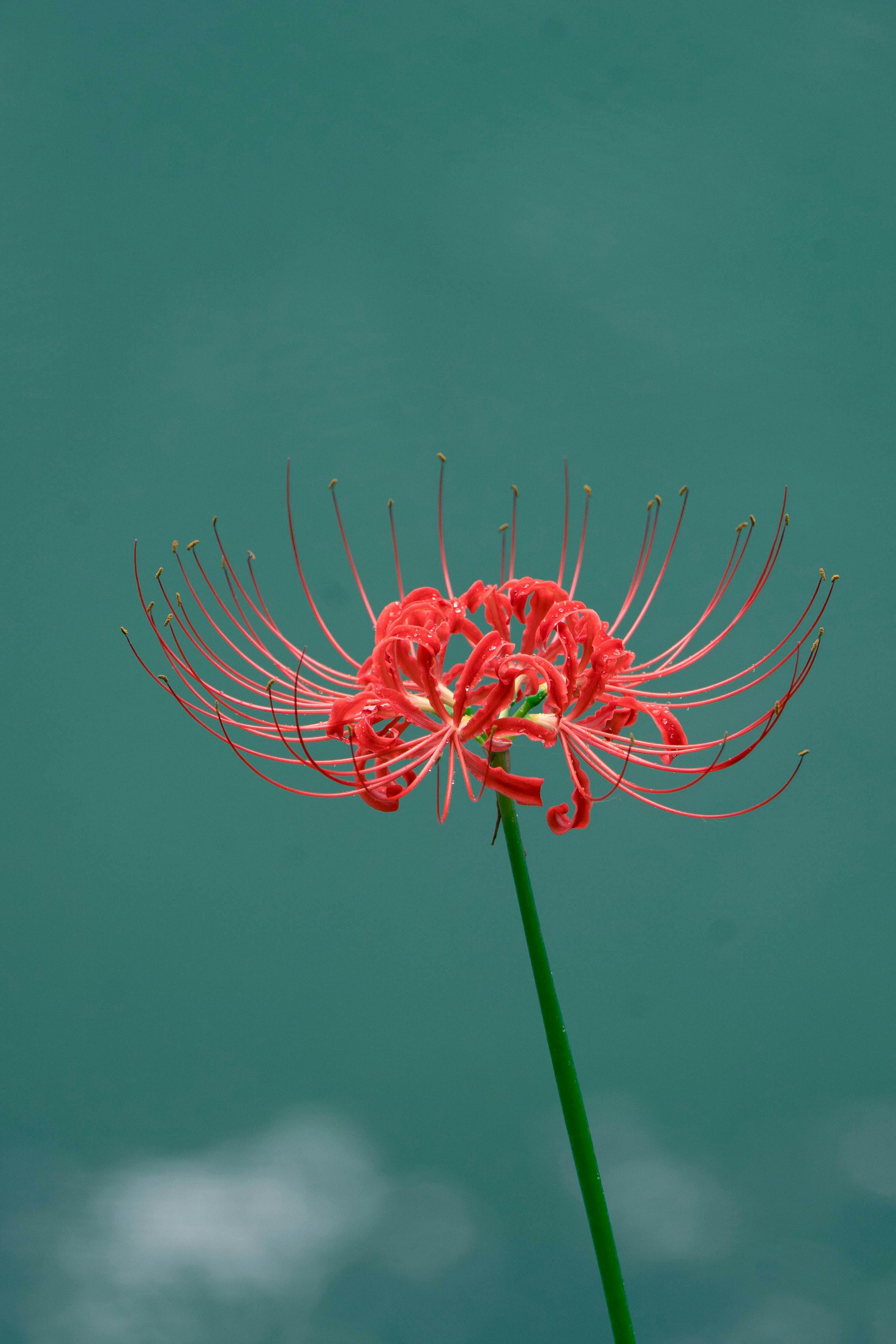 2624x3936 Close Up Of A Red Spider Lily On Green Background · Free