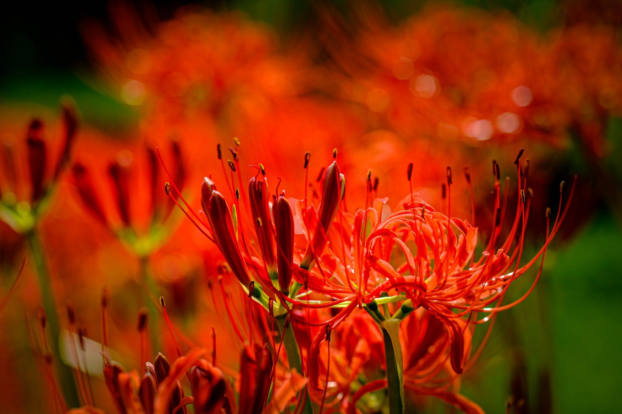 2048x1365 Spider Lilies in Fukuoka Bloom at Tsuzura Rice Terraces Field