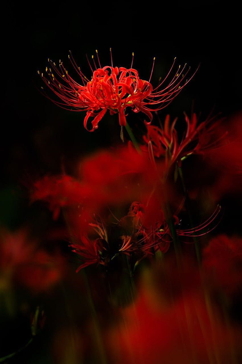 850x1275 Red Spider Lily HD phone wallpaper