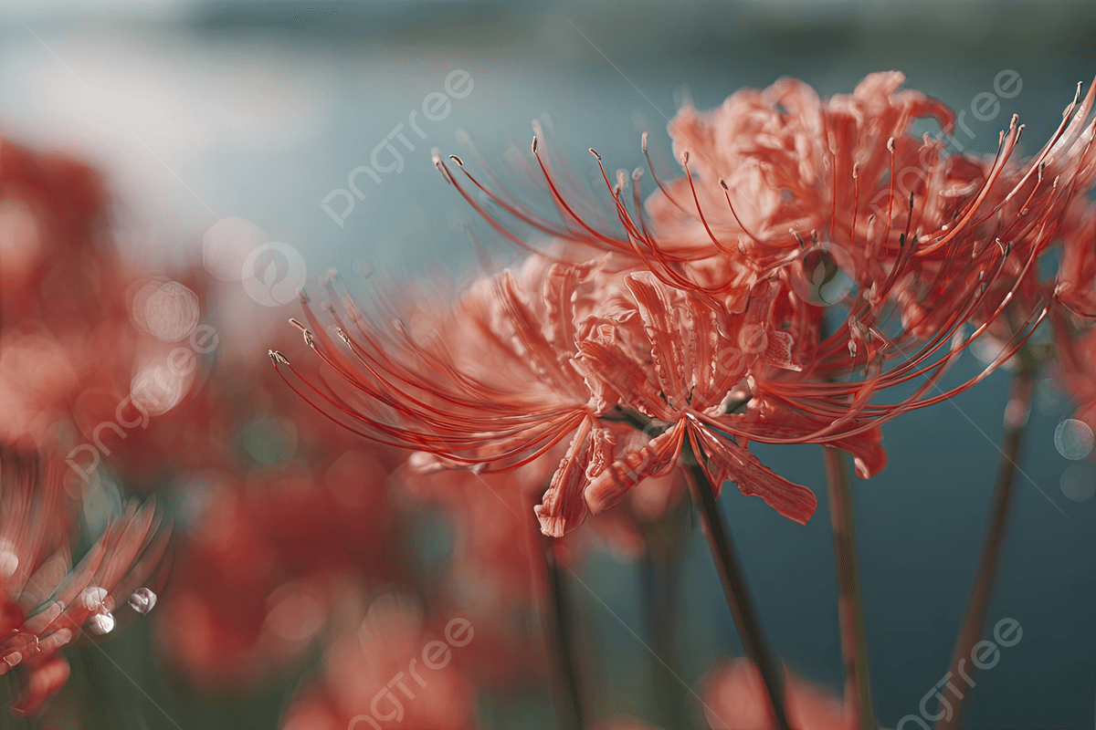 1200x800 Red Spider Lily Lycoris With Strappy Petals In Fall, Spider Lily, Hurricane Lily, Surprise Lily Background Image And Wallpaper for Free Download