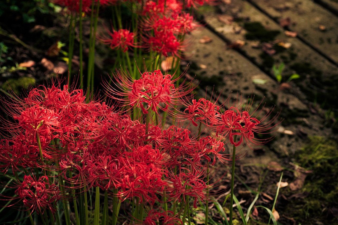 1280x851 Spider Lily