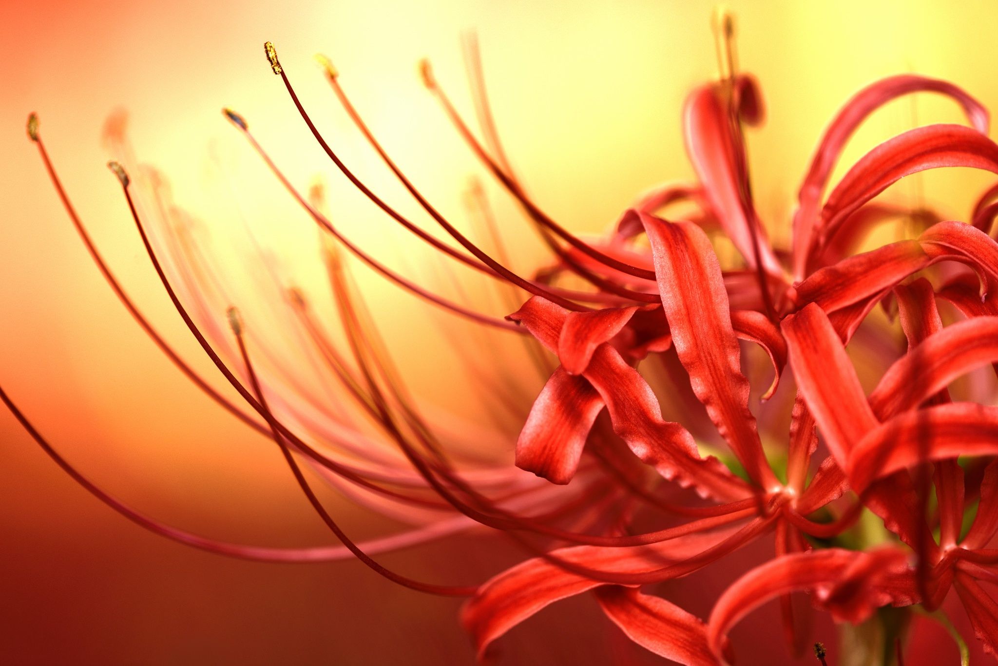 2048x1367 Wallpaper flower, macro, petals, red magic lily, spider lily, lycoris radiata for mobile and desktop, section макро, resolution 2048x1367