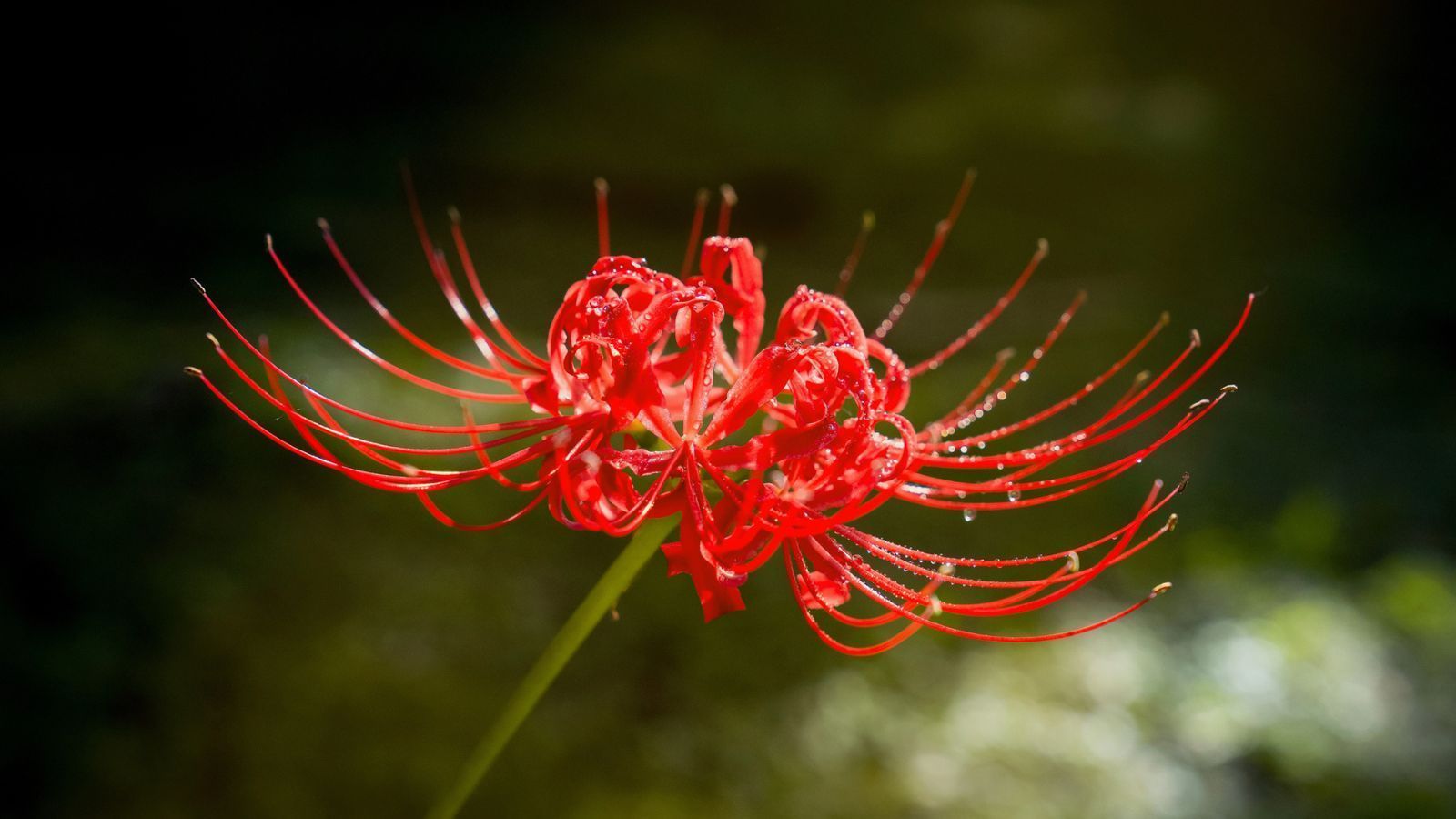 1600x900 The Red Spider Lily (Higanbana): Beauty, Farewell, and the Cycle of Li