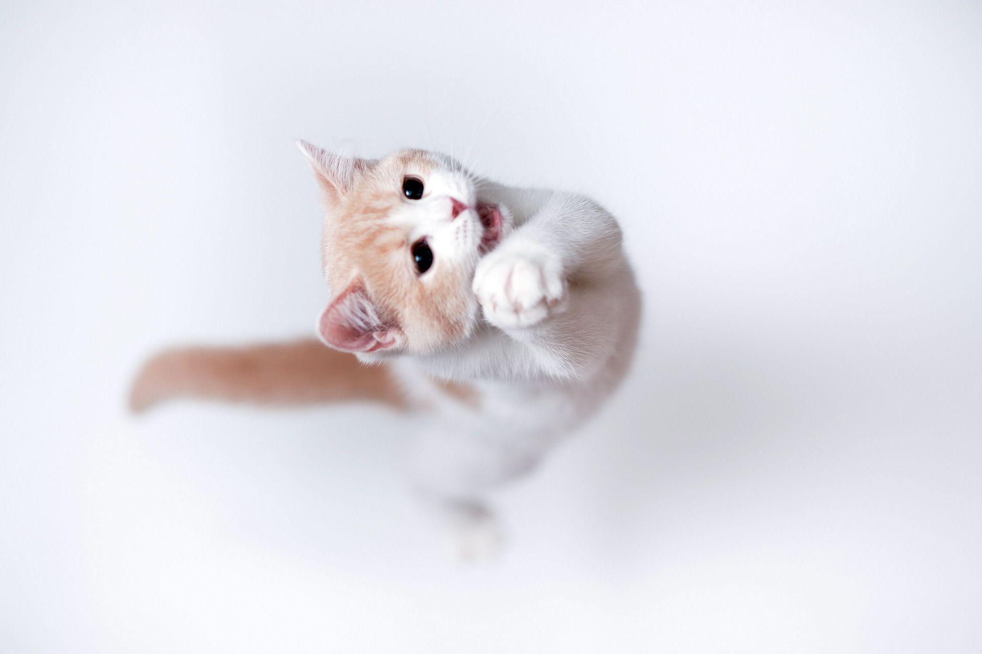 1920x1280 Wallpaper cat, background, torode for mobile and desktop, section кошки, resolution 1920x1280
