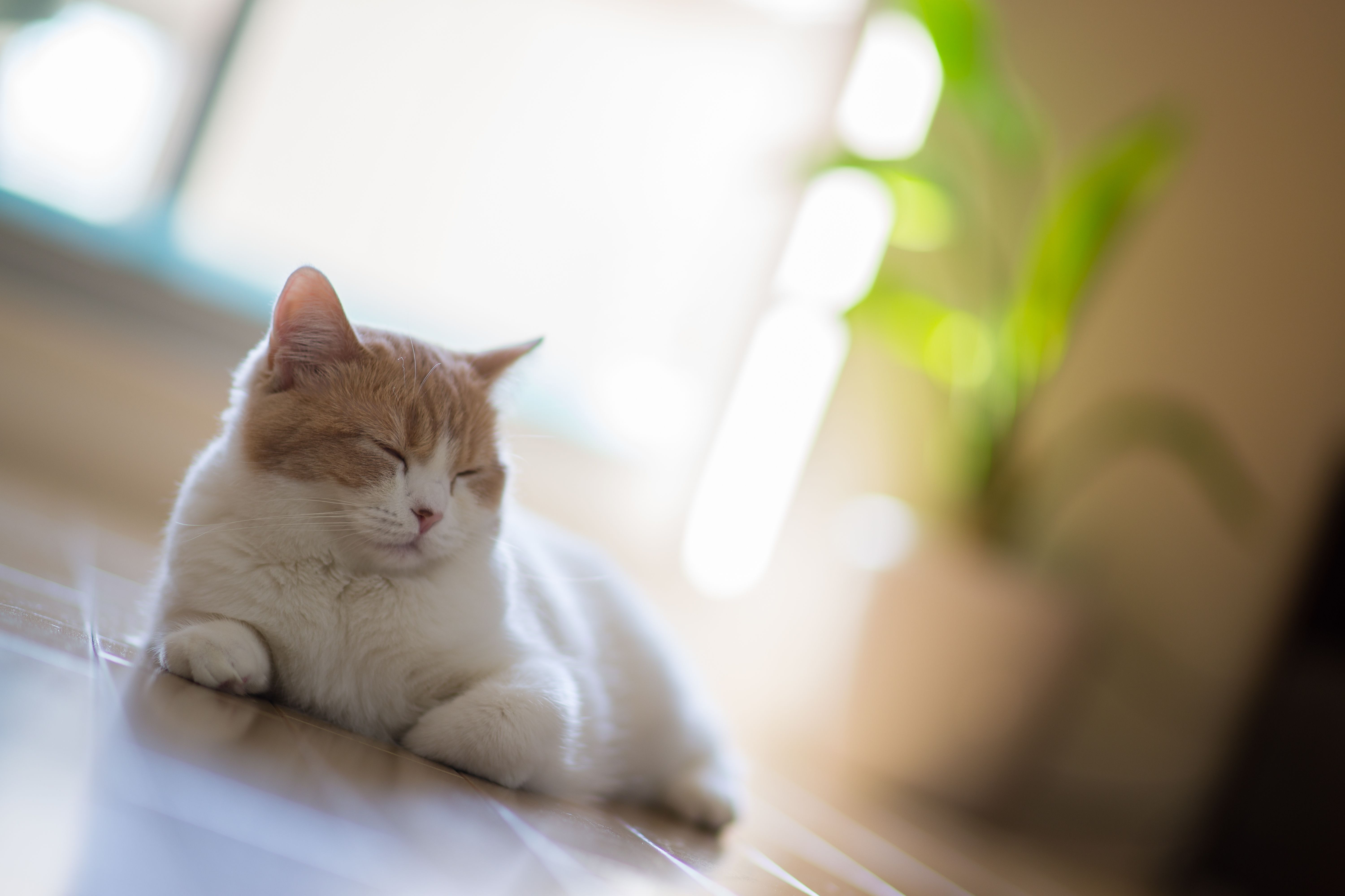6000x4000 Wallpaper cat, floor, lying, Ben Torode, Hannah, Benjamin Torode for mobile and desktop, section кошки, resolution 6000x4000