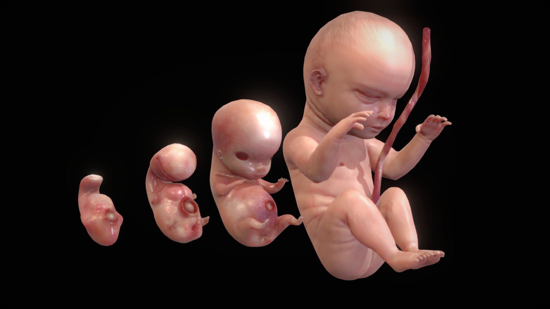 1920x1080 Human embryonic development