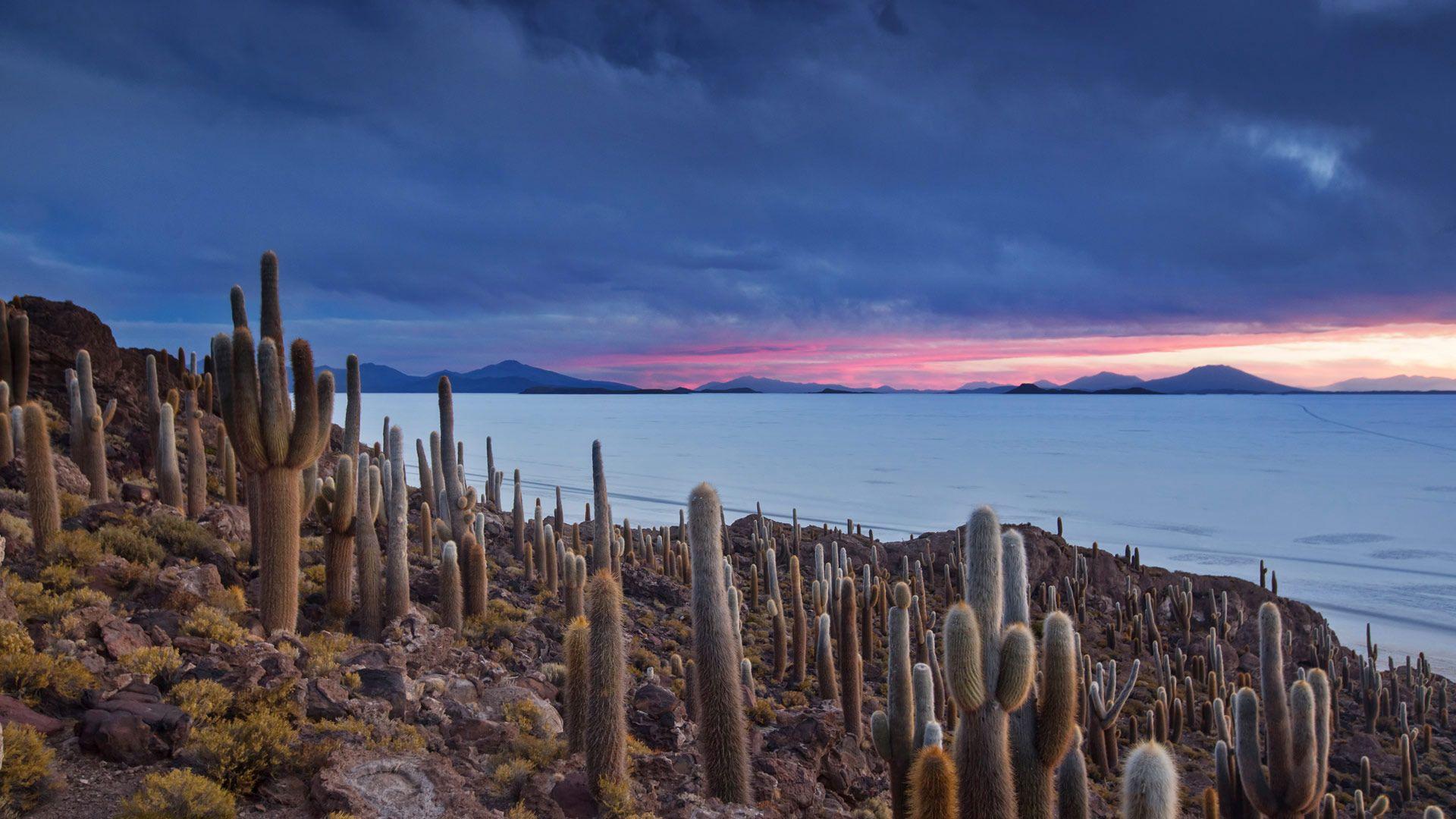 1920x1080 Bing image: Isla del Pescado on the Salar de Uyuni in Bolivia