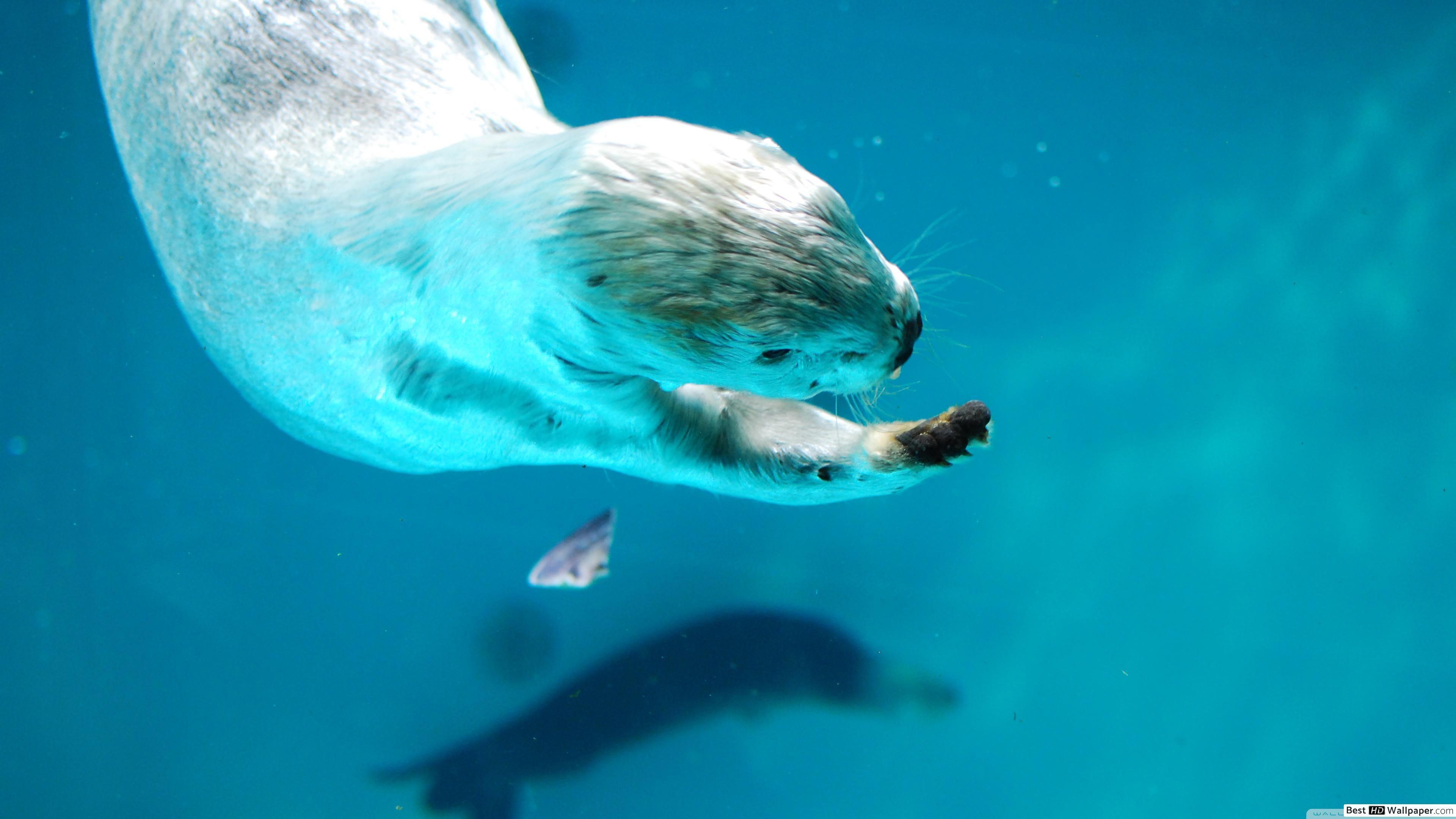 3840x2160 Otter HD wallpaper download