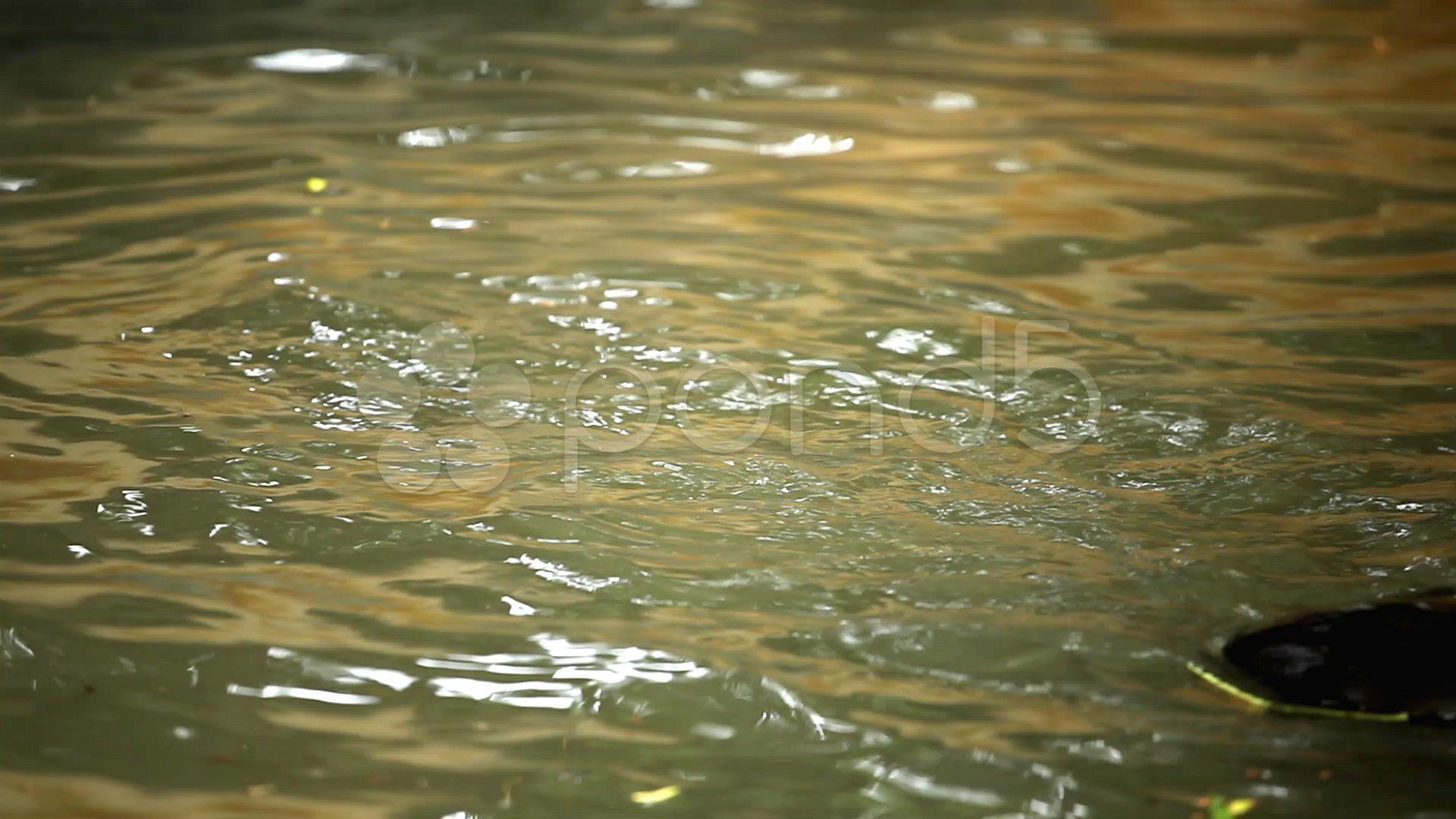 1920x1080 A Group of Otters (Lutrinae) Looking Swimming, Mustelidae family
