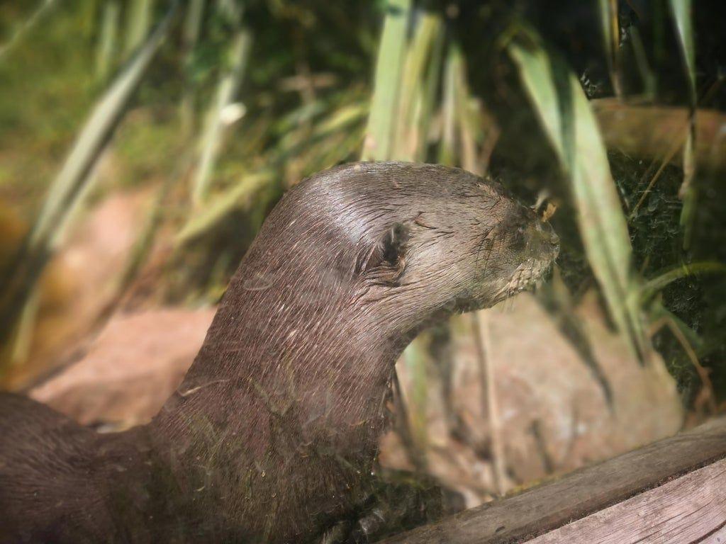 1024x768 Giant Otter named Carlos (South Lake zoo, England)