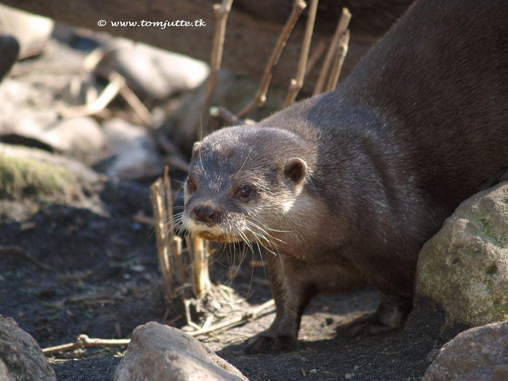 1024x768 European Otter, Burgers Zoo, Arnhem, Netherlands