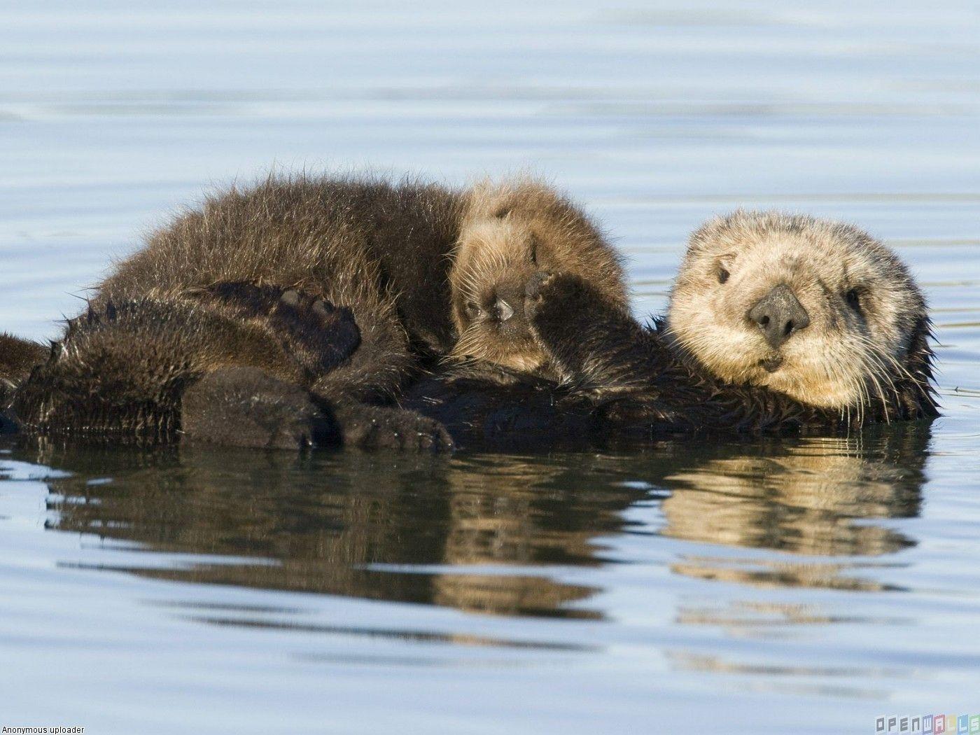 1400x1050 sea otter. Sea otter mother and pup monterey bay california