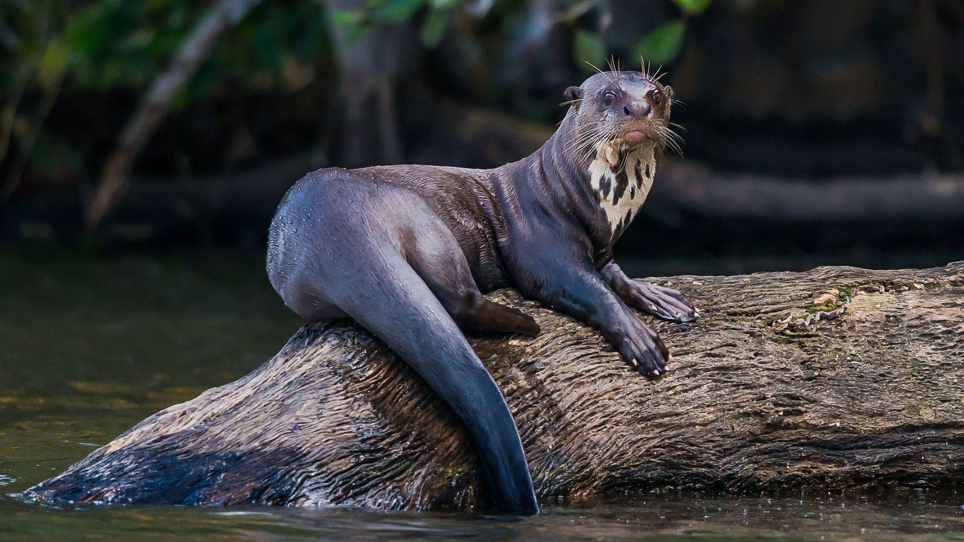 1920x1080 Giant River Otters in the Amazon