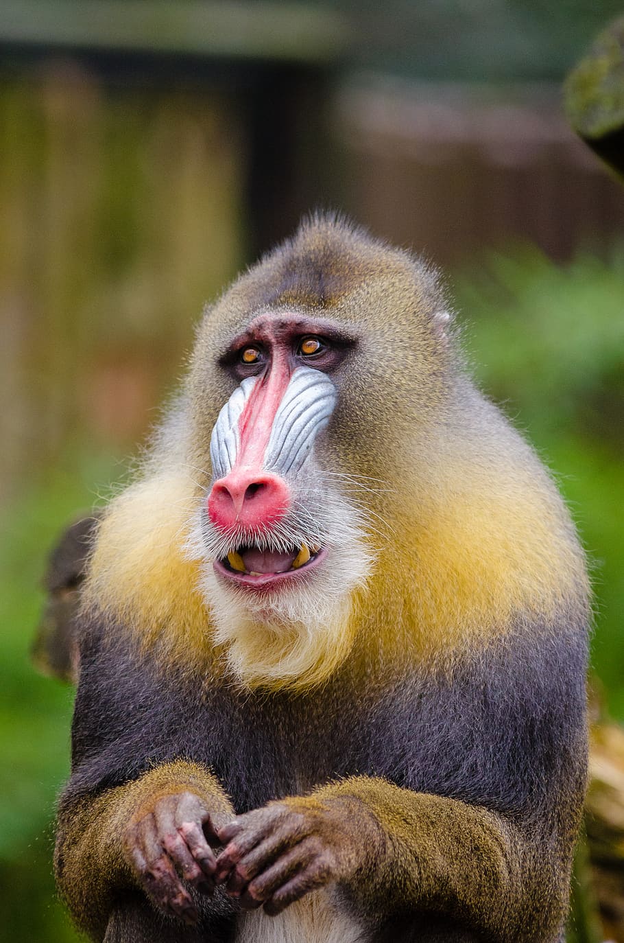 910x1374 HD Wallpaper: Yellow And Black Baboon, Animal, Close Up, Cute