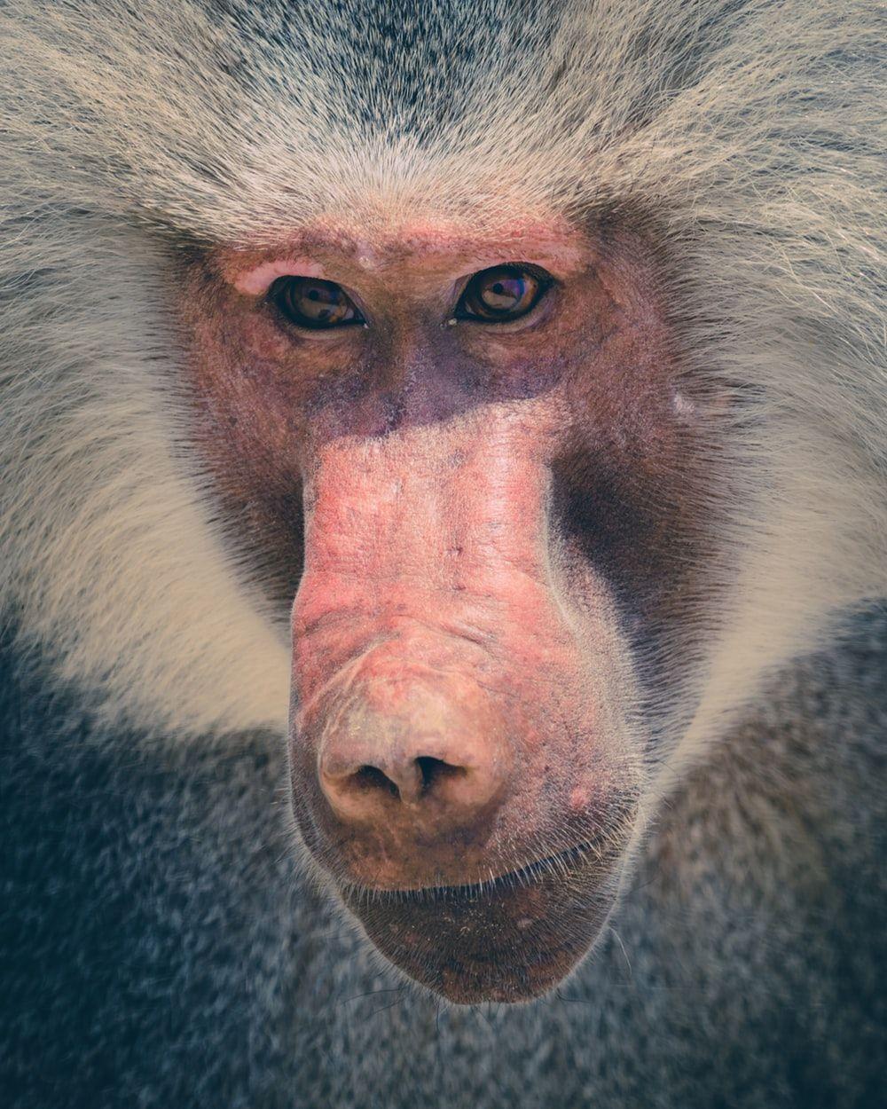 Baboon wallpapers top free baboon backgrounds wallpaperaccess