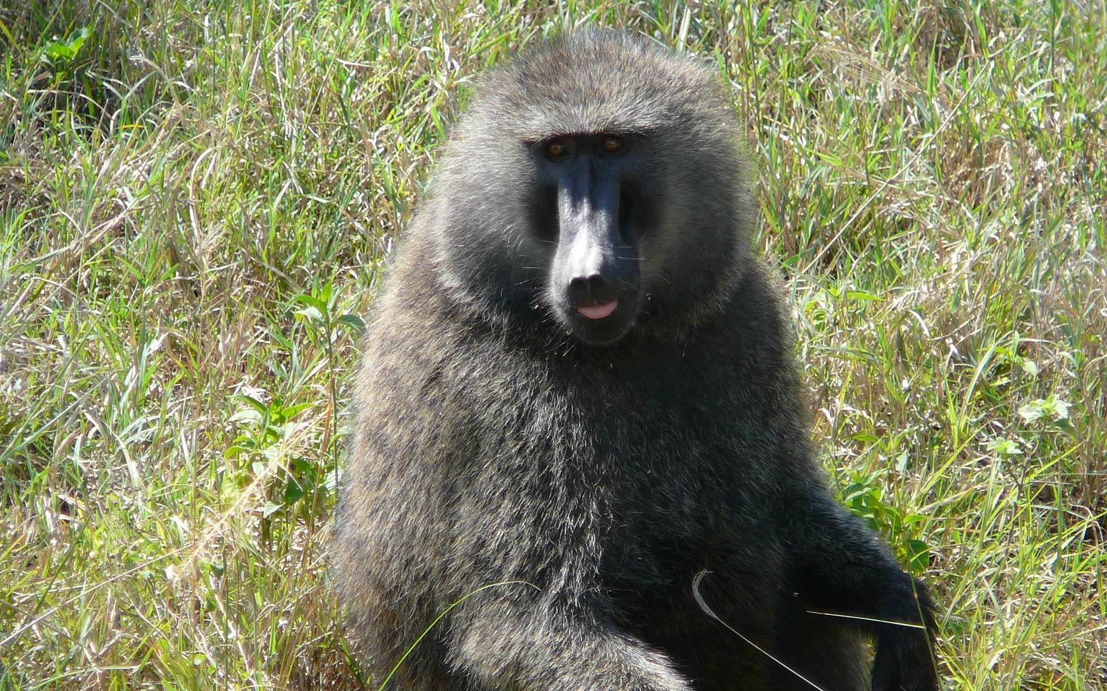 Baboon Wallpapers - Top Free Baboon Backgrounds - WallpaperAccess