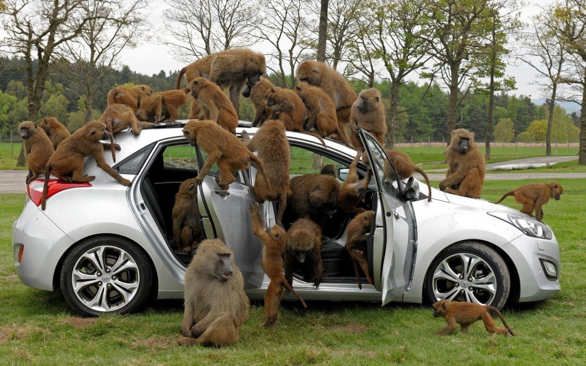 1920x1200 Baboon HD Wallpaper