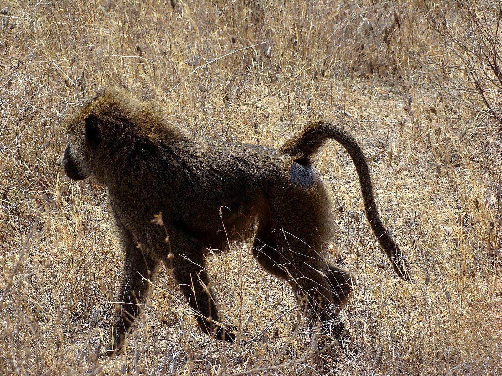 1600x1200 Yellow Baboon Wallpaper