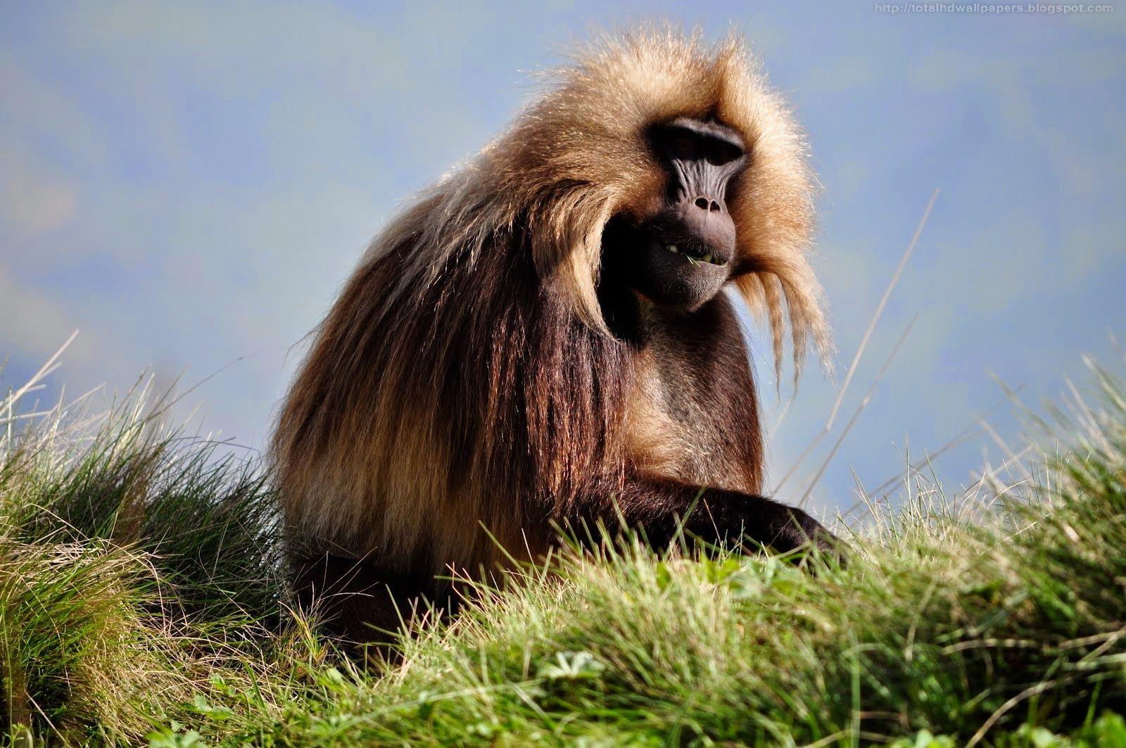 1600x1063 Baboon Wallpaper