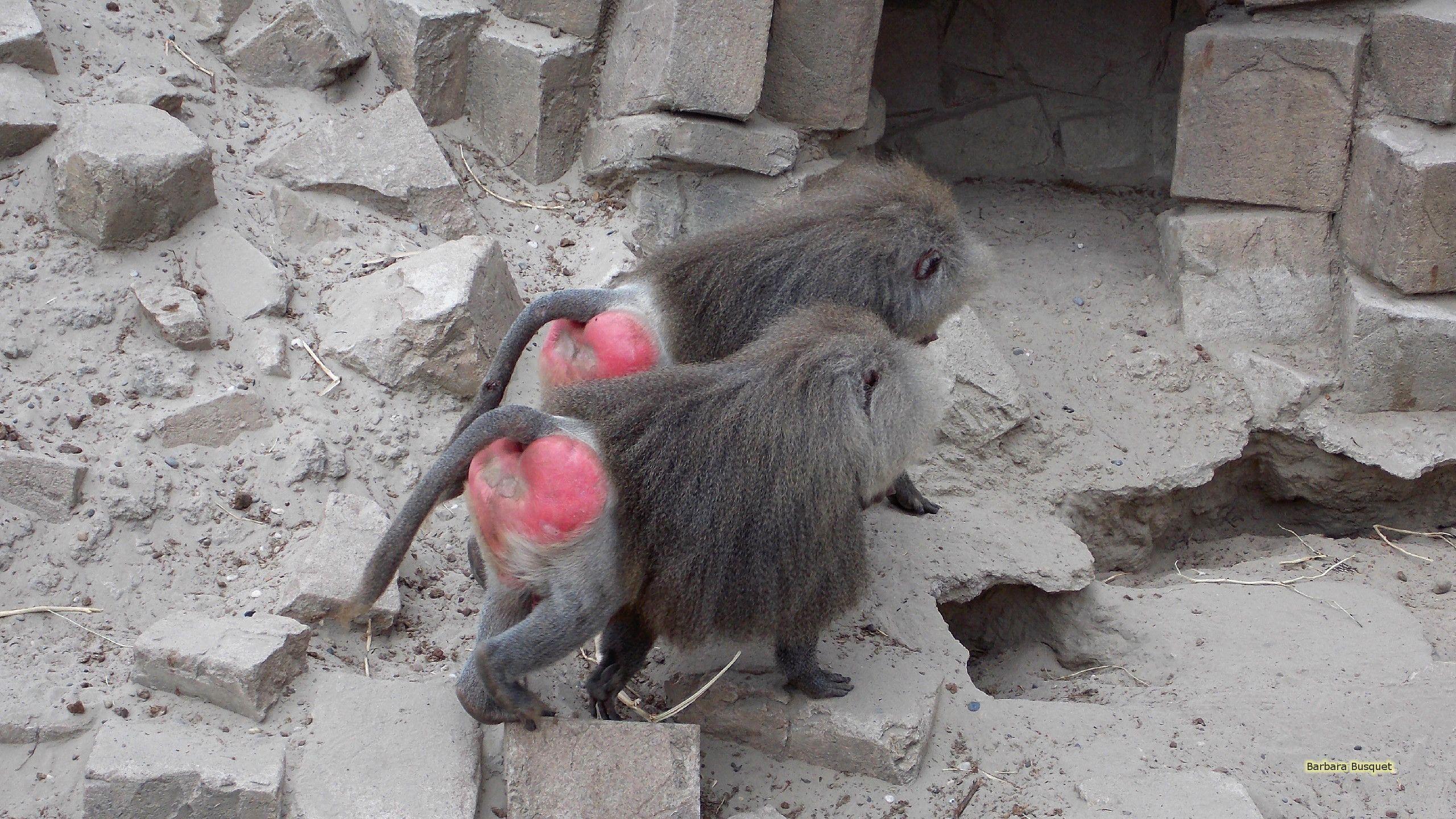 2560x1440 Hamadryas baboons on rock HD Wallpaper