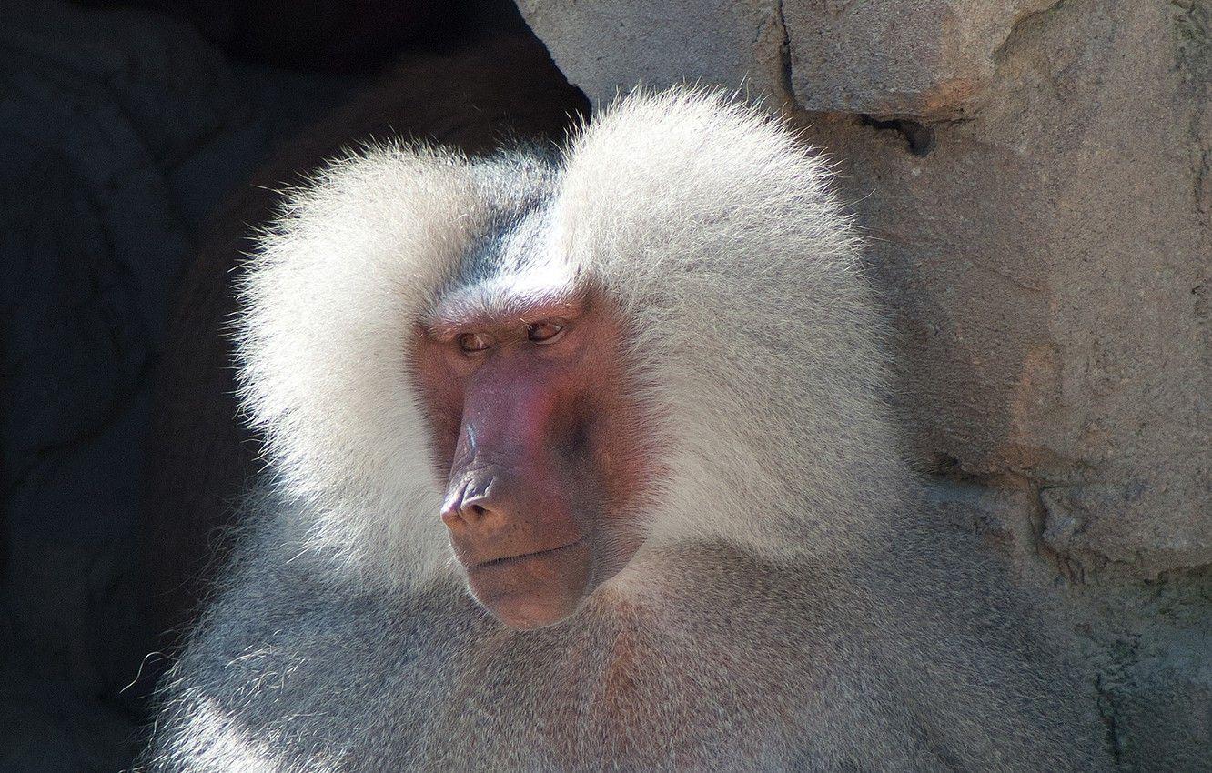 1332x850 Wallpaper face, monkey, baboon image for desktop, section