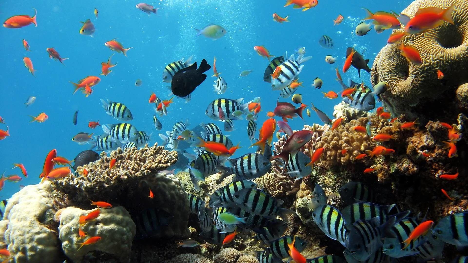 1920x1080 Underwater HD Wallpaper 1920x1080