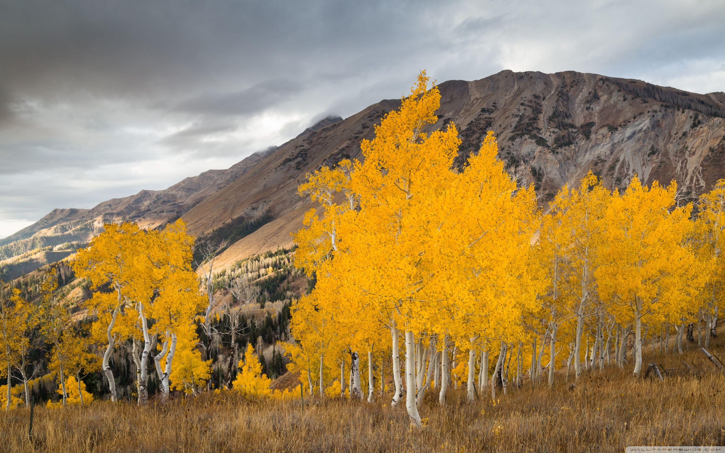 2880x1800 Aspen Trees In The Fall Ultra HD Desktop Background Wallpaper