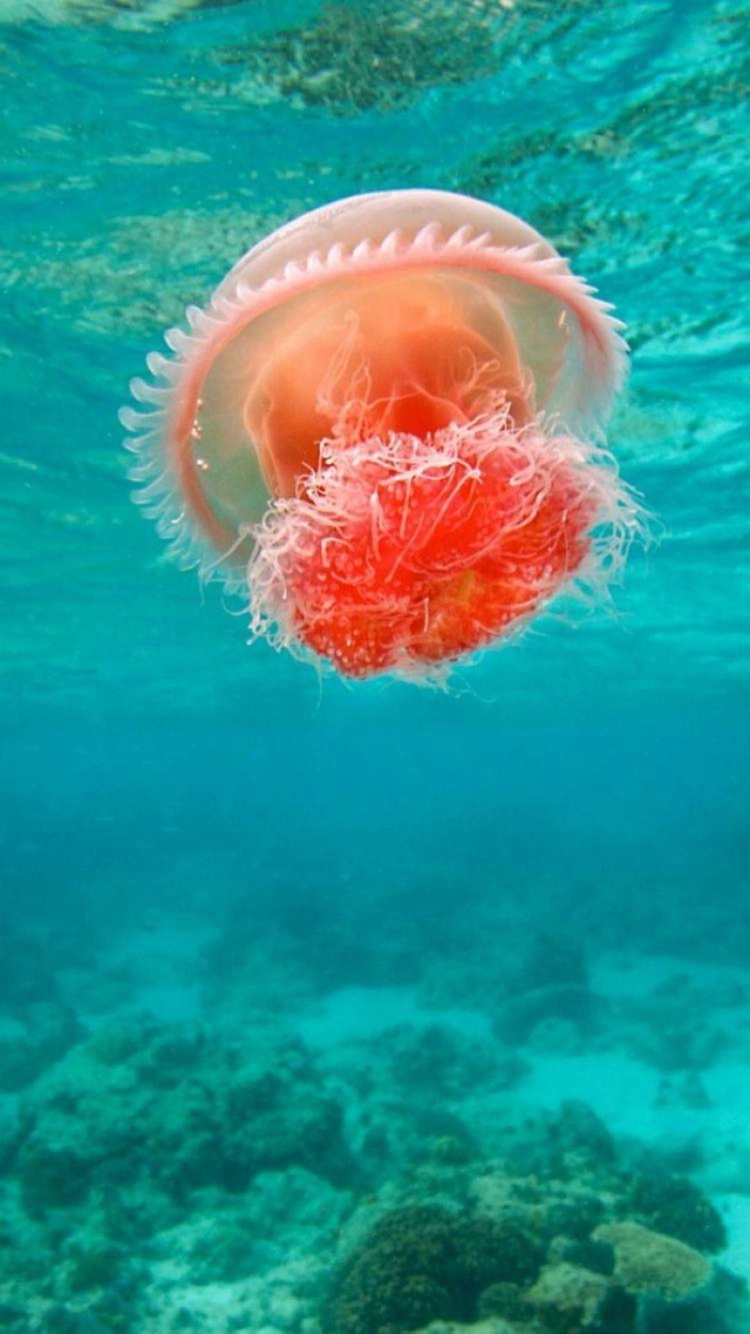 1080x1920 Wonderful Undersea Ocean Beautiful Jellyfish iPhone 8 Wallpaper