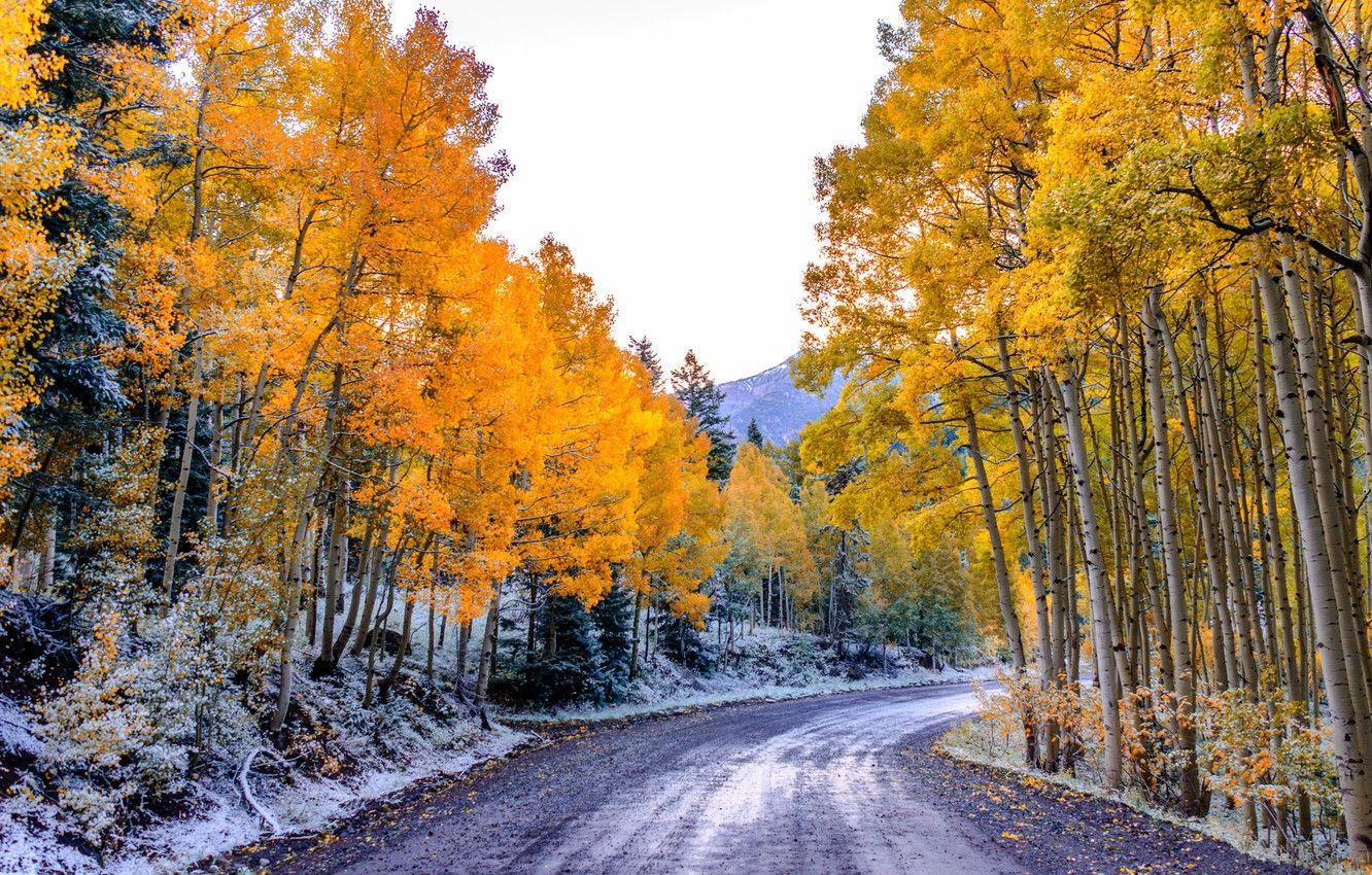 Wallpaper Canoe Birch Leaves American Aspen  Download TOP Free  backgrounds