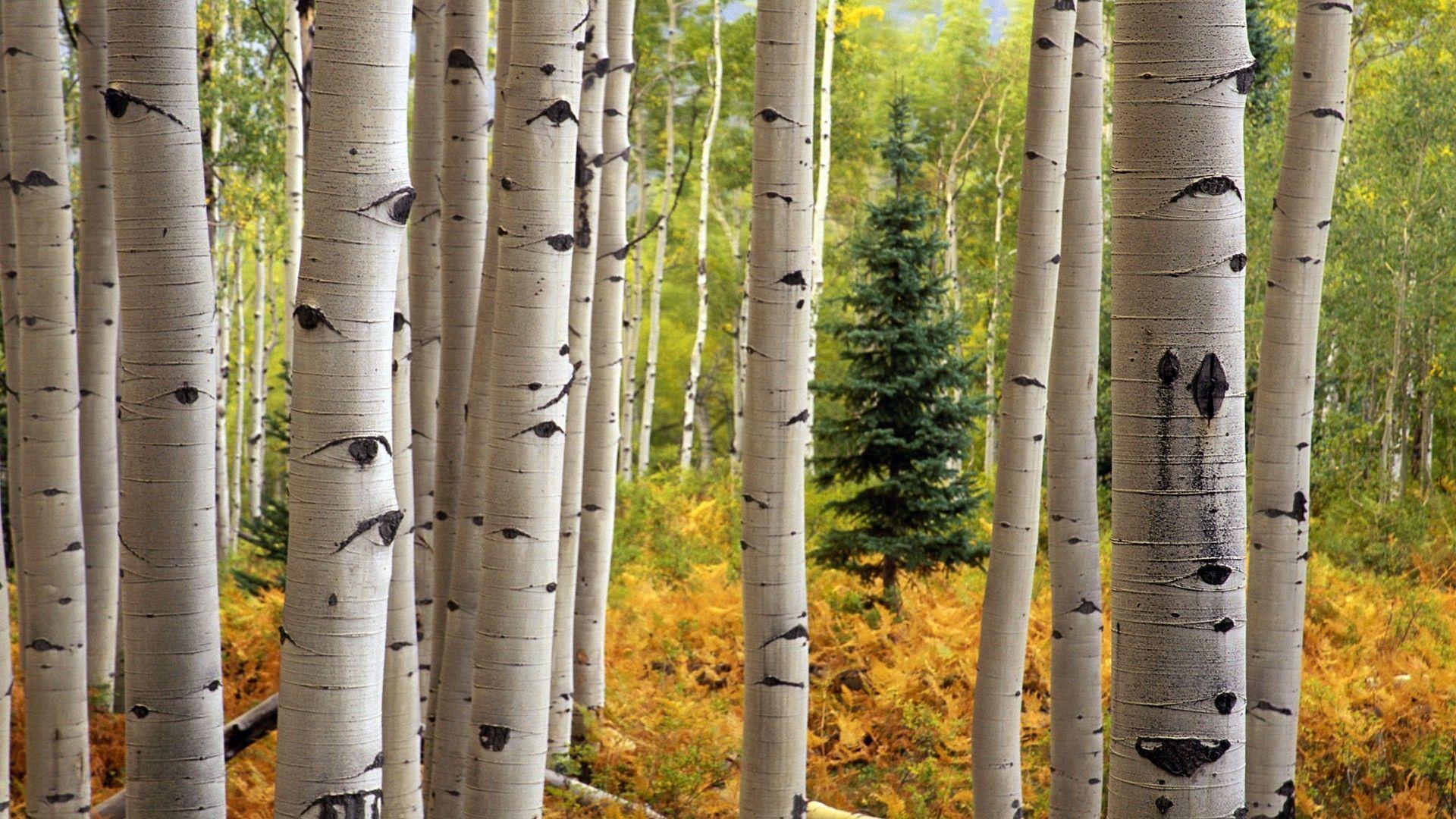 1920x1080 Aspen Tree Wallpaper