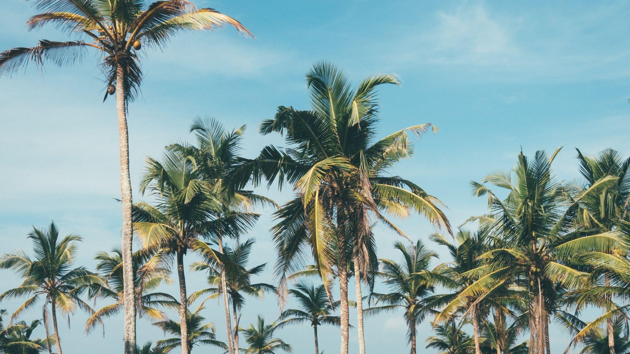 Aesthetic Palm Tree Laptop Wallpapers - Top Free Aesthetic Palm Tree