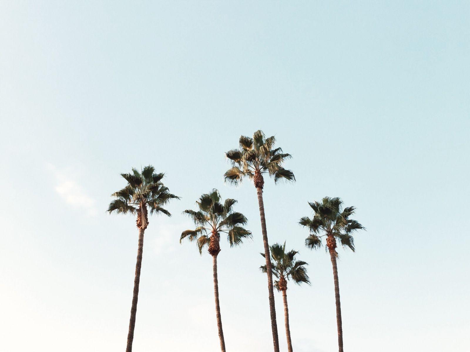VSCO Palm Tree Computer Wallpapers - Top Free VSCO Palm Tree Computer ...