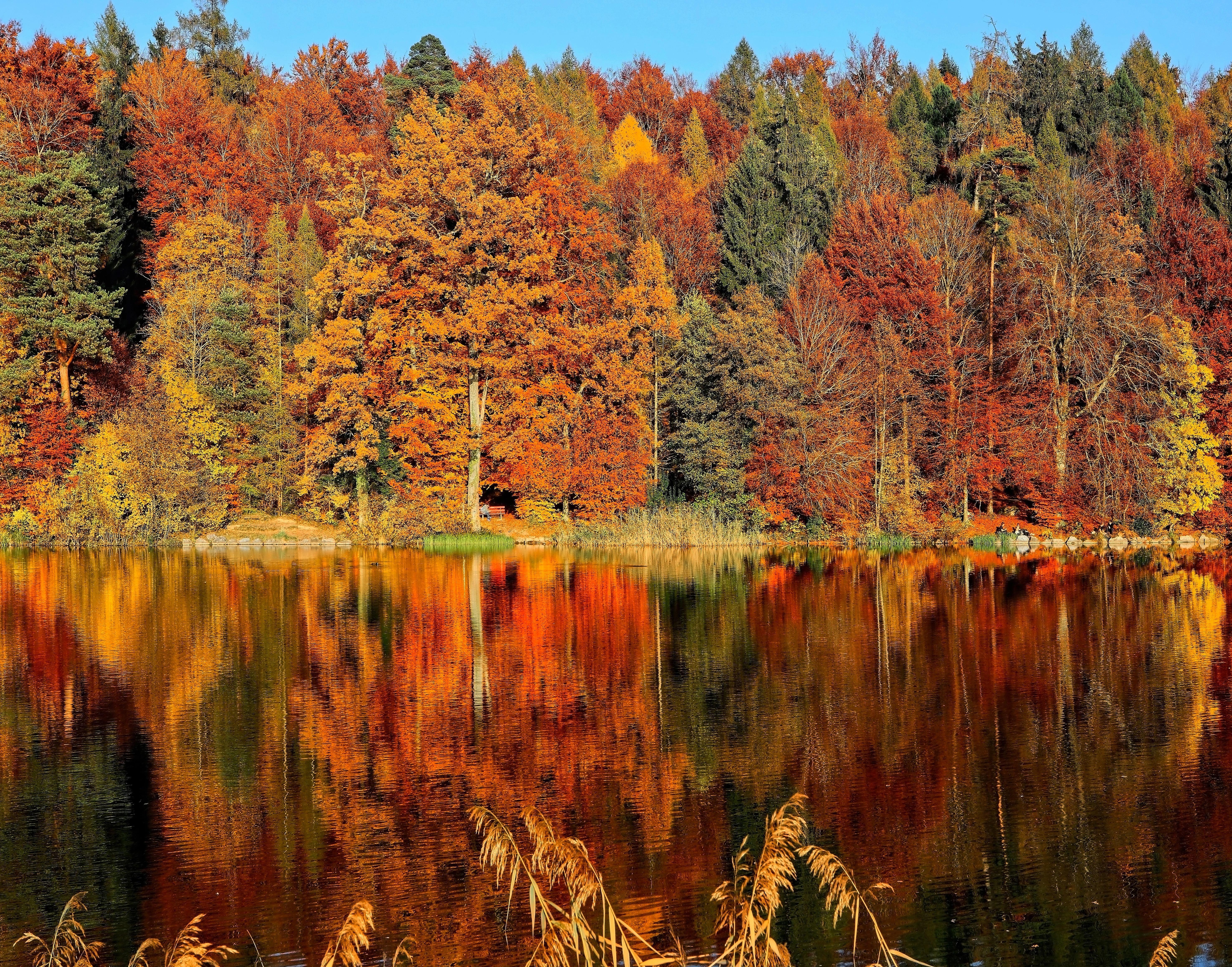 5906x4636 Autumn Aspen Forest Trees Wallpaper