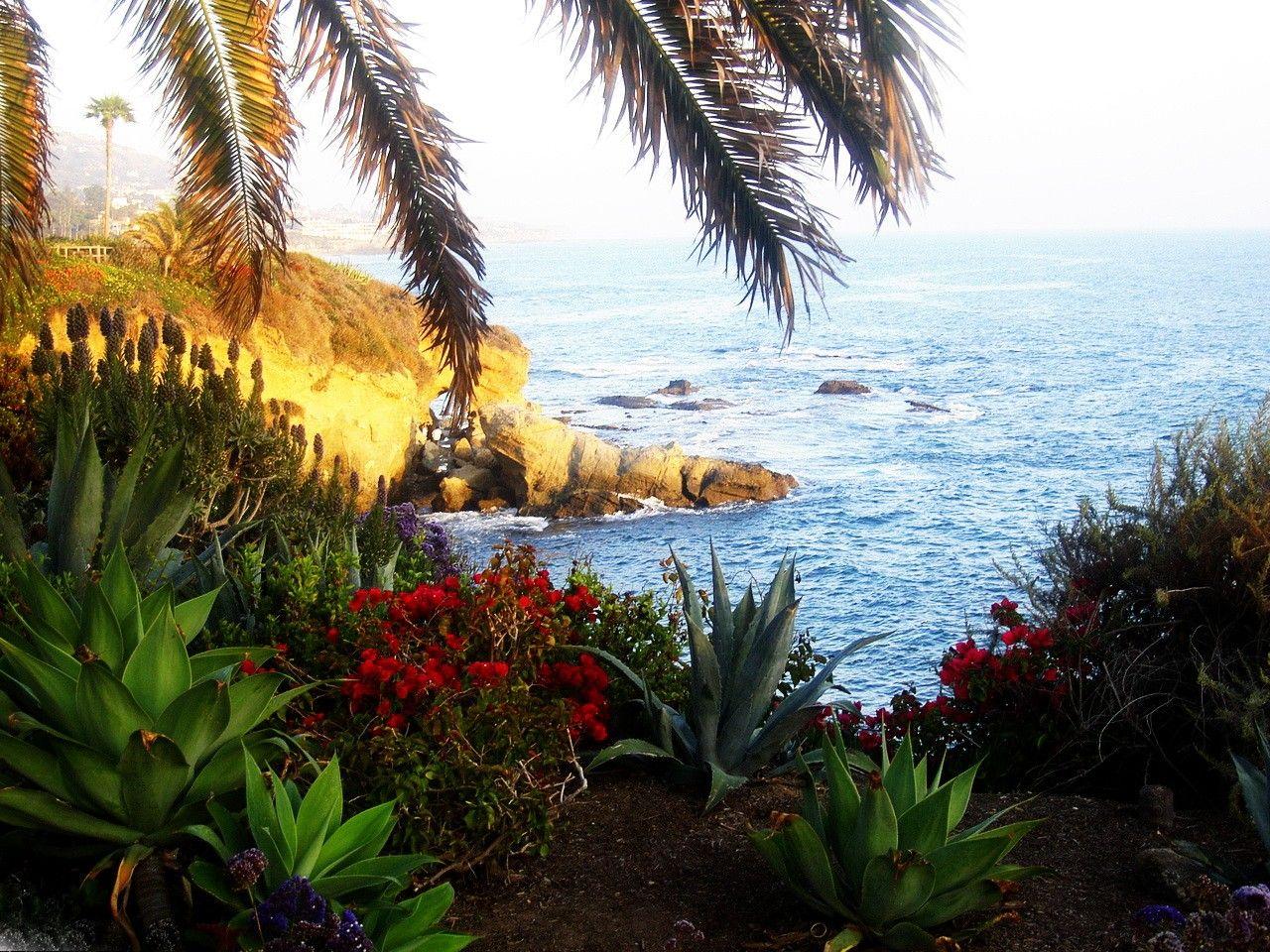 1280x960 View California Flowers Palmtrees Nice .itl.cat