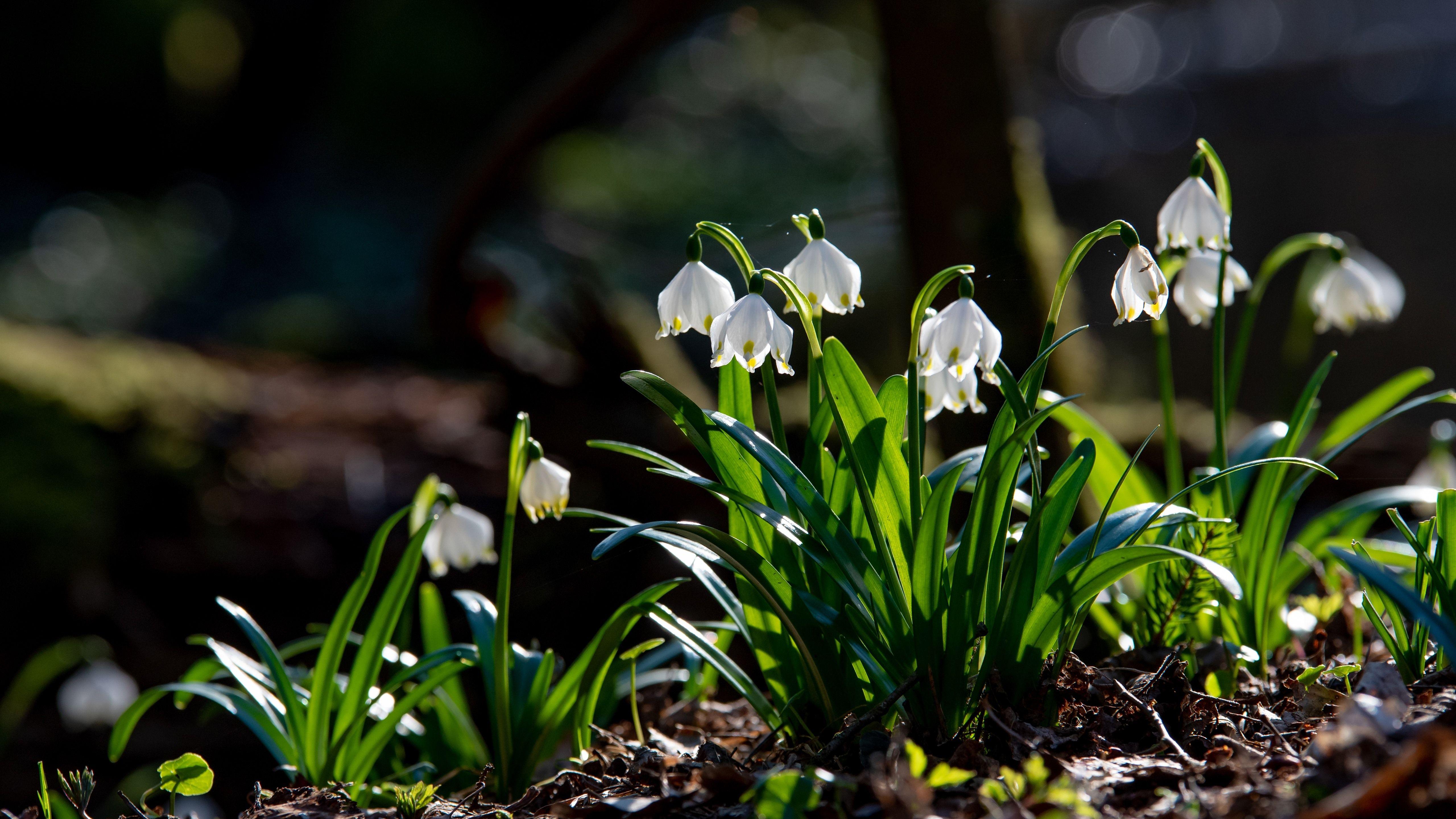 Snowdrops Wallpapers Top Free Snowdrops Backgrounds Wallpaperaccess 4301