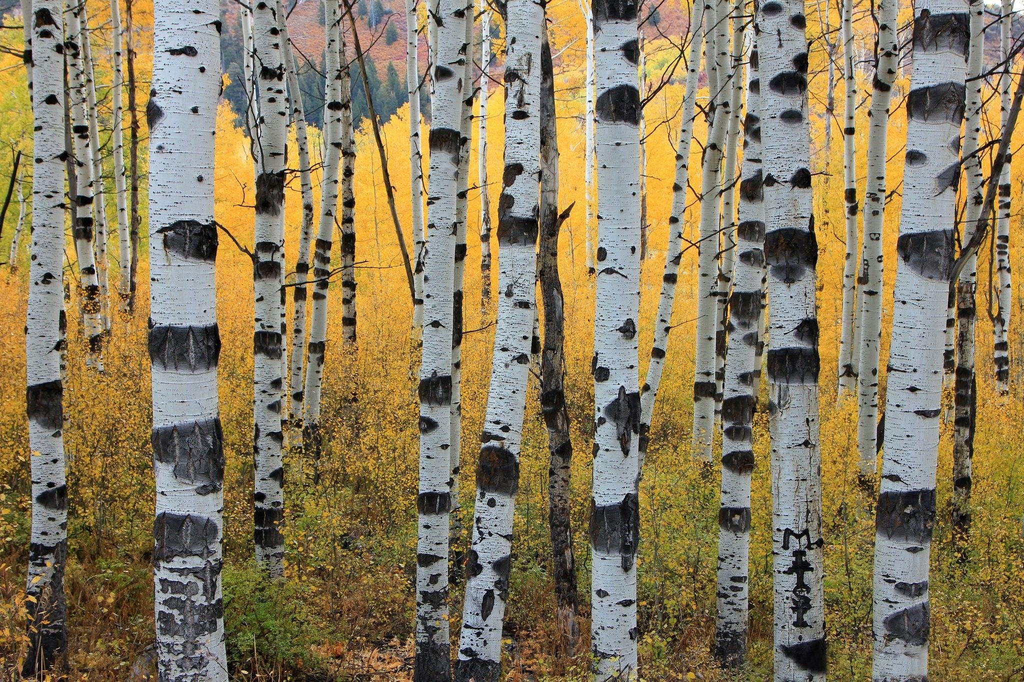 2048x1365 Quaking Aspen Trees Leaves Forest Wallpaper