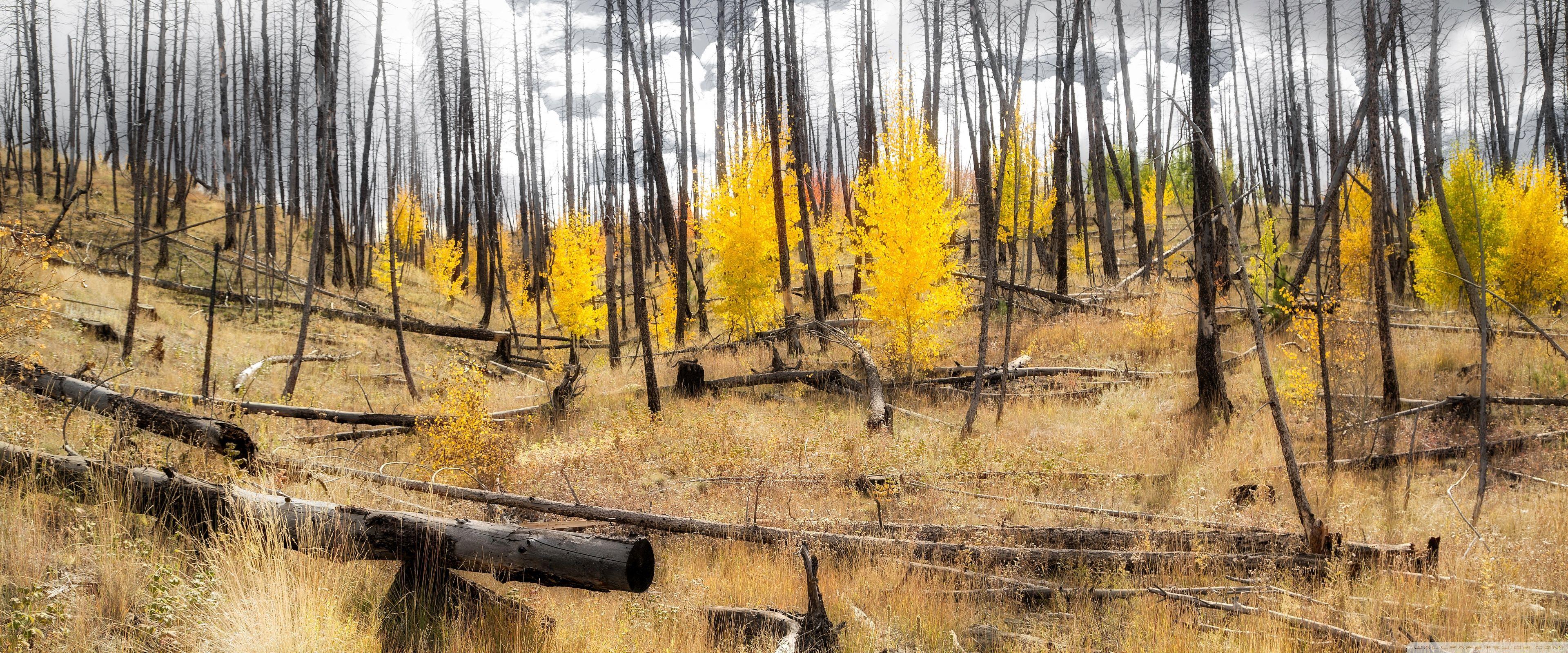 3840x1600 Aspen Forest Wallpaper 4k