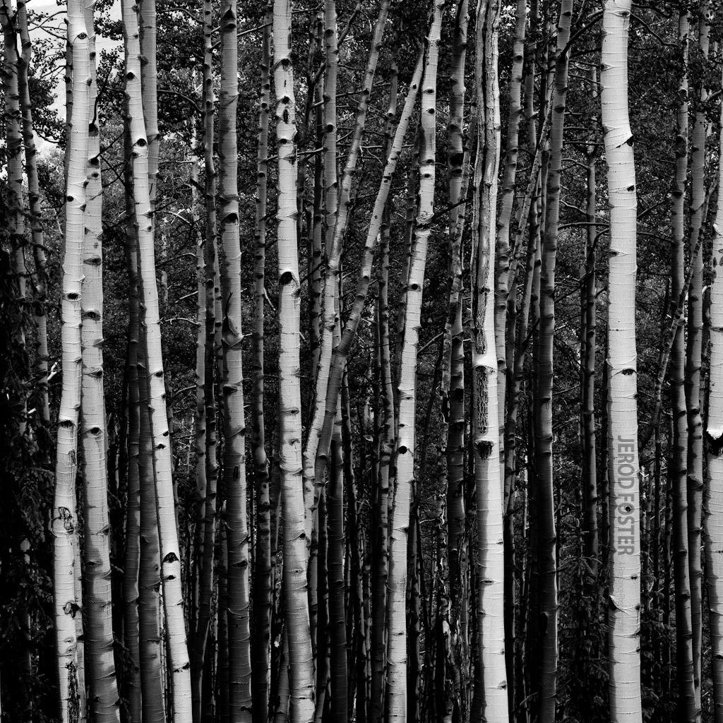 Aspen Wallpapers - Top Free Aspen Backgrounds - WallpaperAccess