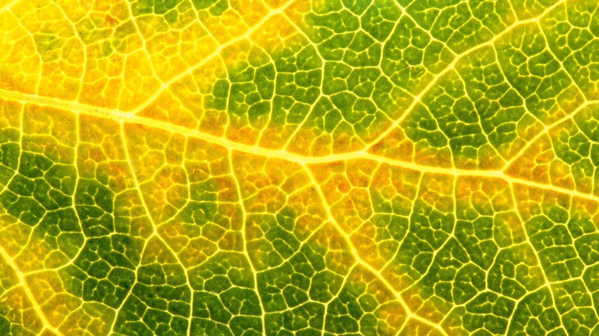 1920x1080 Nature, macro, aspen, wallpaper, image, landscape