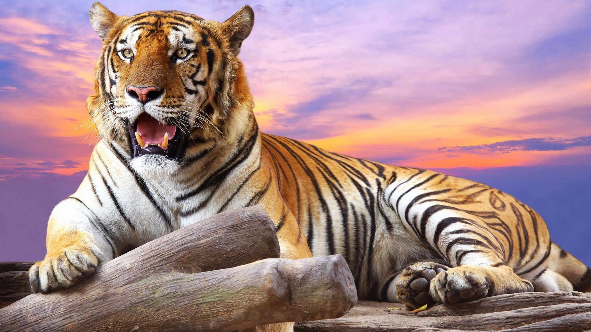 Wild Tiger Wallpapers - Top Free Wild Tiger Backgrounds - WallpaperAccess