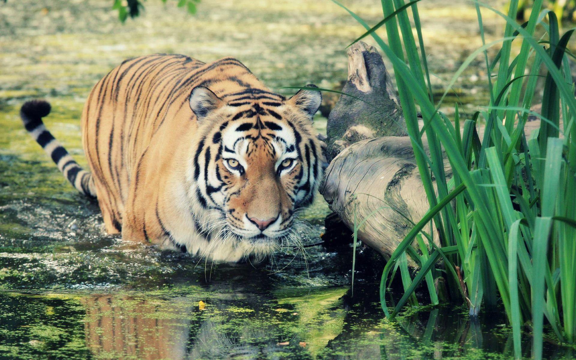 1920x1200 Wild Tiger Wallpaper