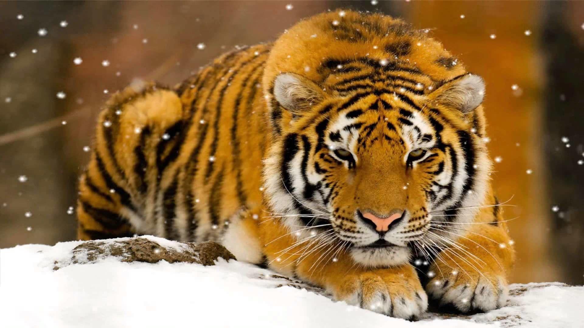 1920x1080 Animated Tiger Wallpaper